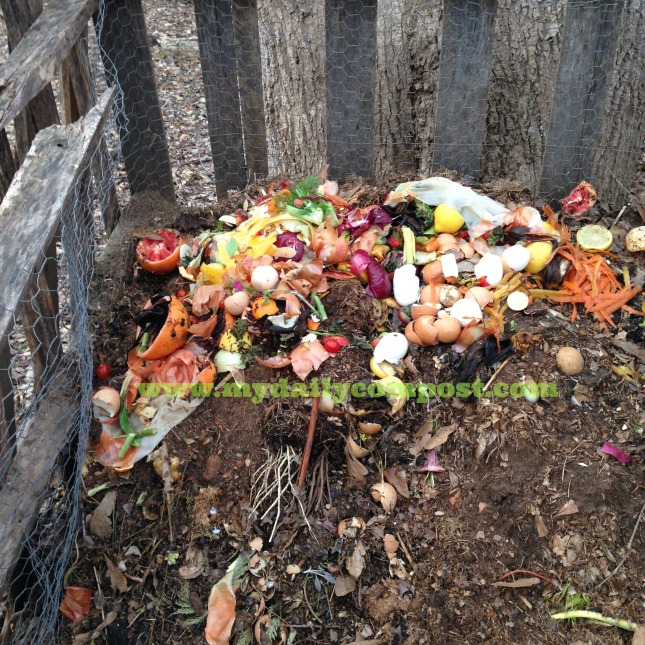 compost pile feb 2015